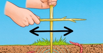 4. How to lure worms